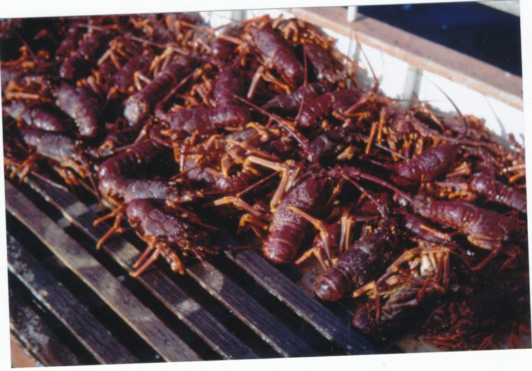 Crayfish 768x536