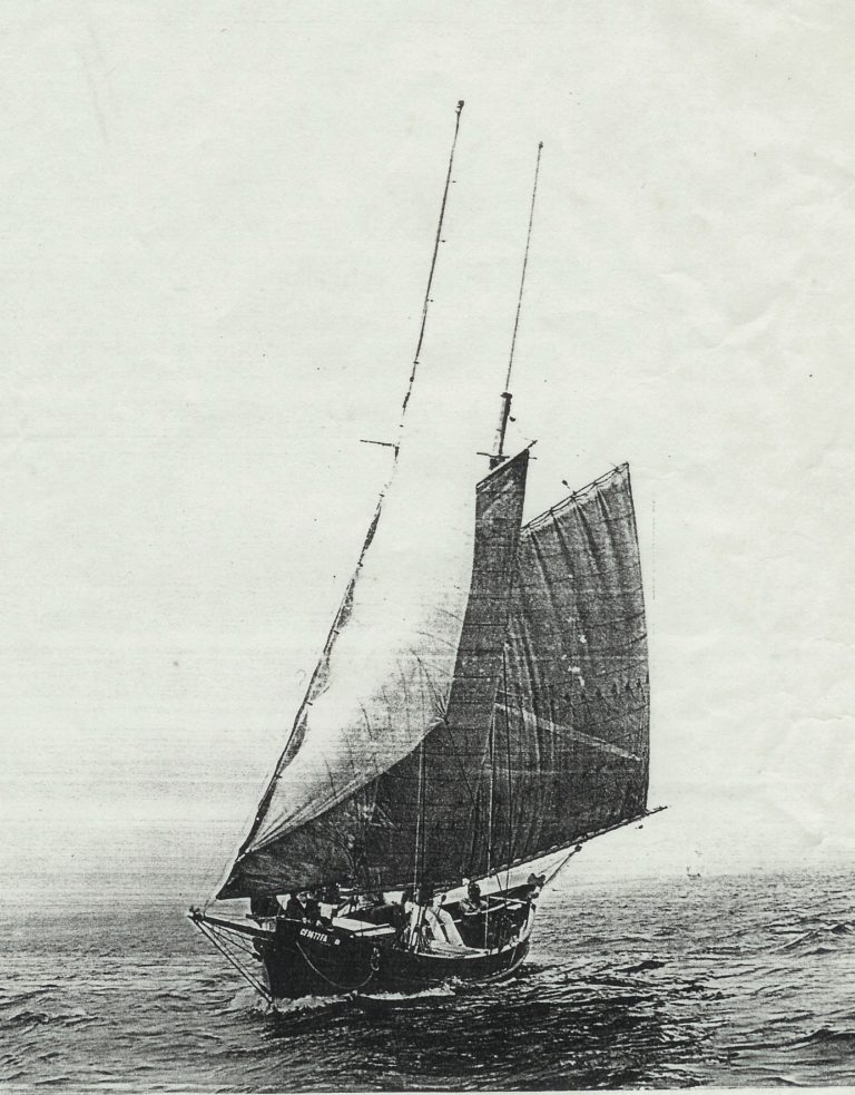 Pelican 768x983