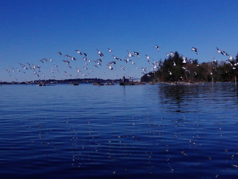 bird 768x576