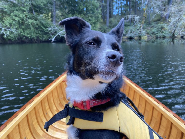 23 0411 Thetis Lake with Lucy1 768x576